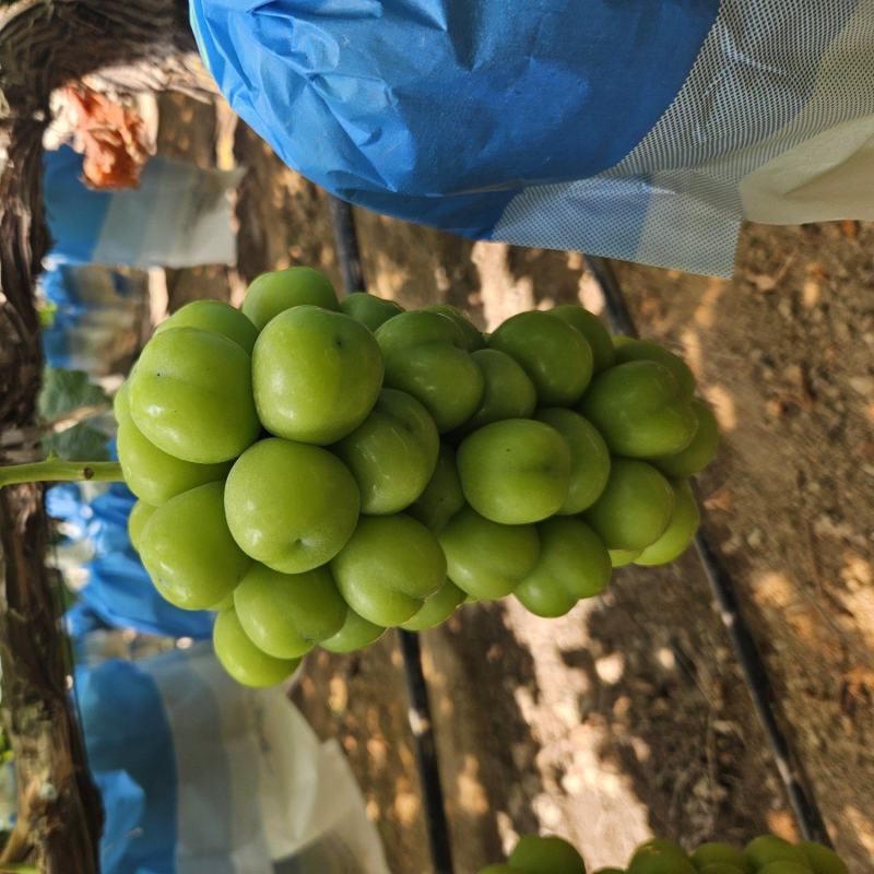 阳光玫瑰