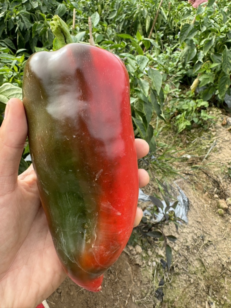 云南红泡椒甜椒基地大量上市货源稳定全国可发货欢迎咨询