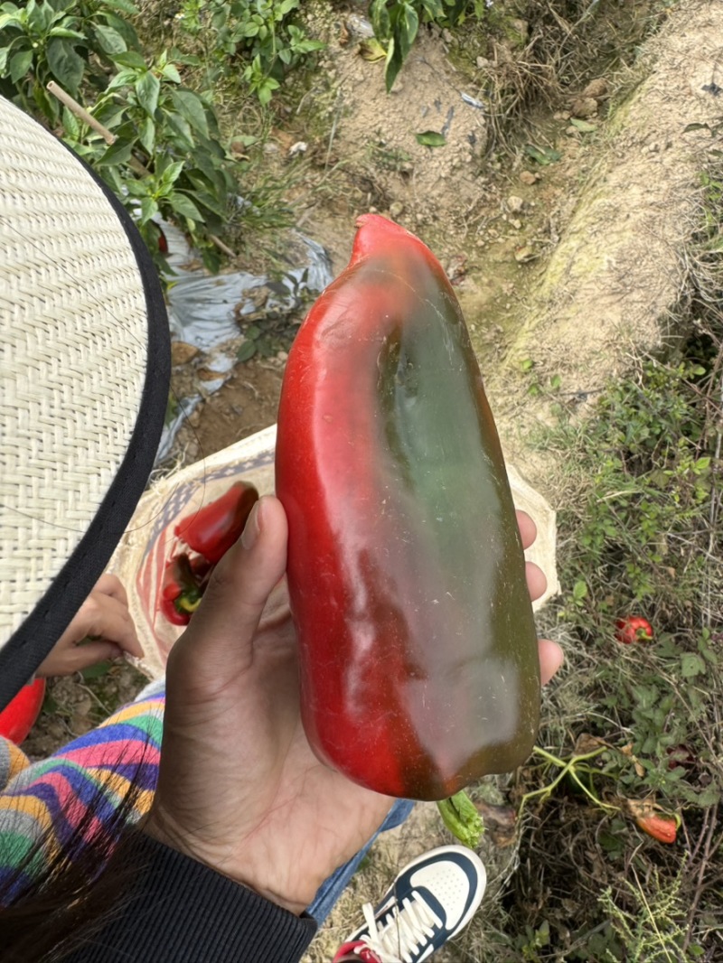 云南红泡椒甜椒基地大量上市货源稳定全国可发货欢迎咨询
