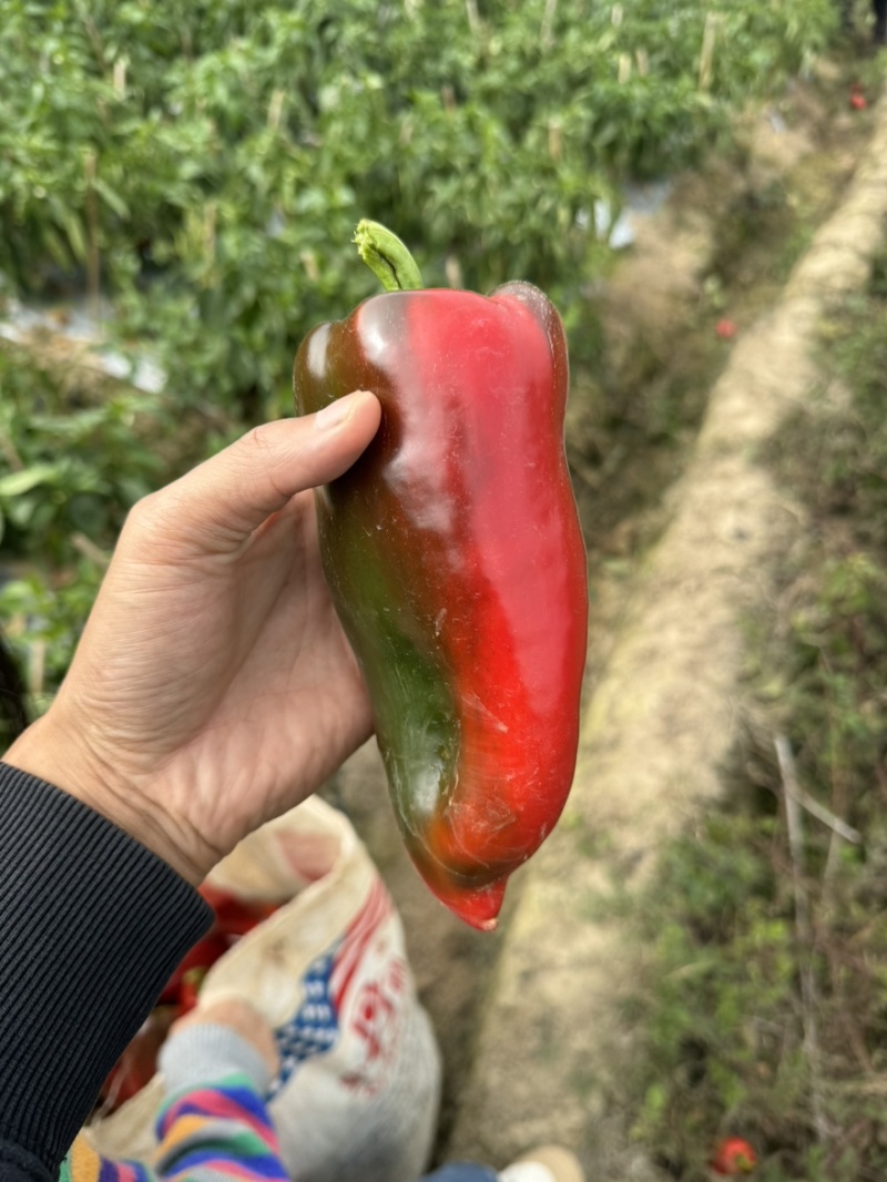 云南红泡椒甜椒基地大量上市货源稳定全国可发货欢迎咨询