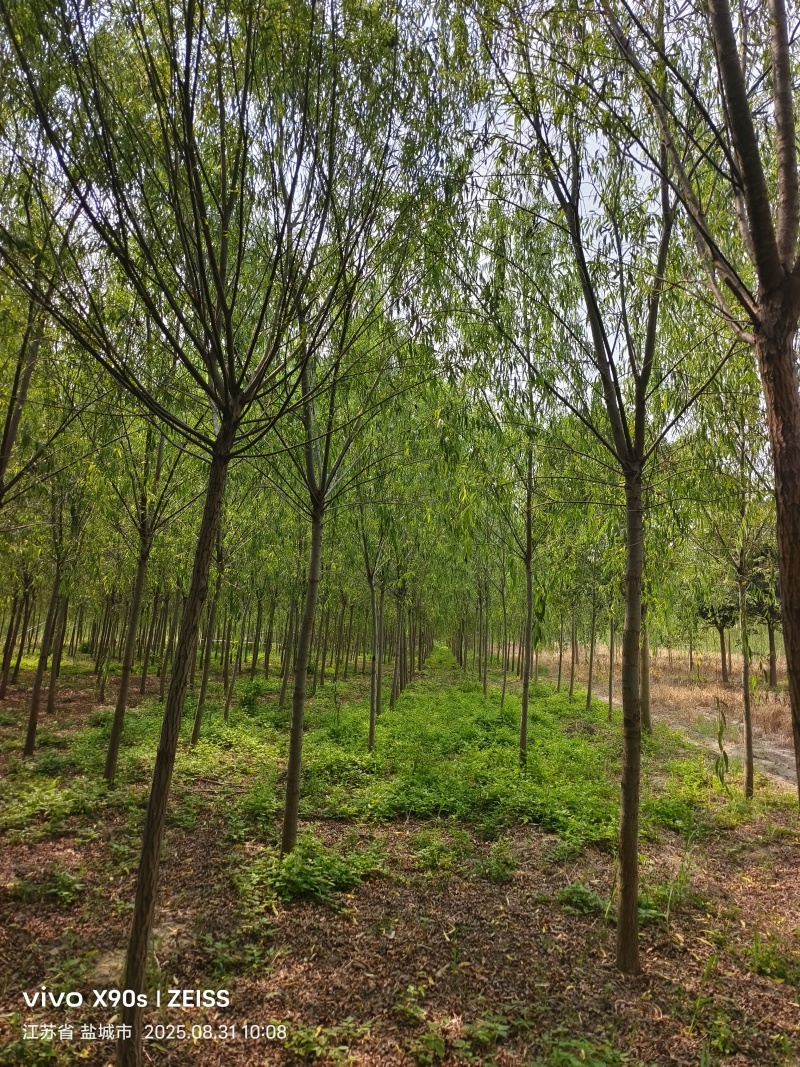 垂柳8公分