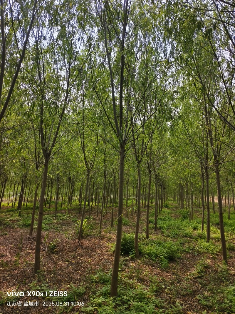 垂柳8公分