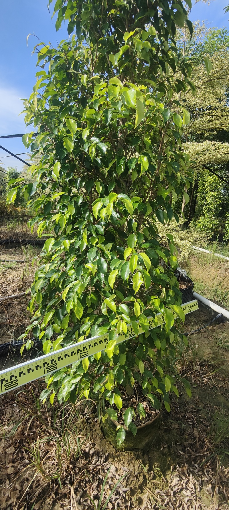 棰叶榕