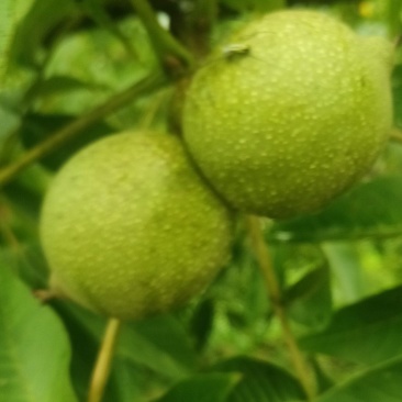 青皮核桃