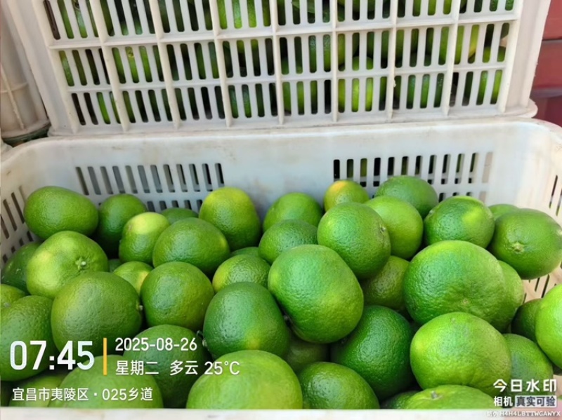 蜜桔
