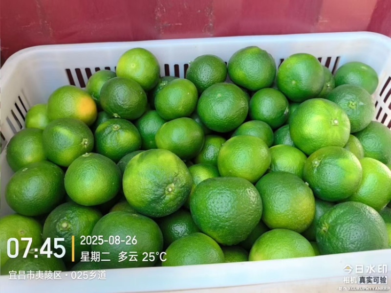 蜜桔