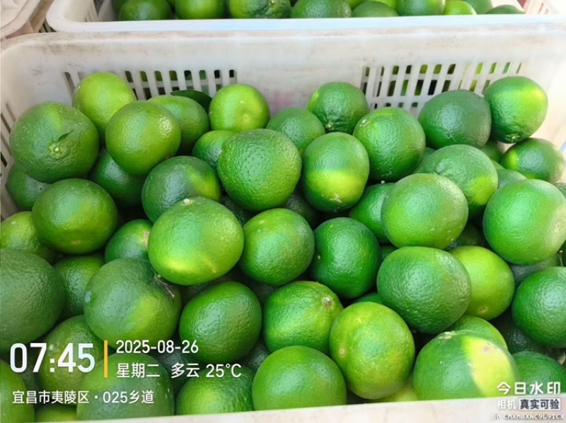 蜜桔