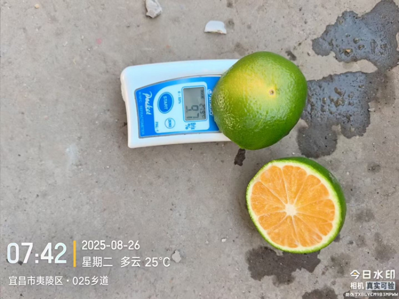 蜜桔