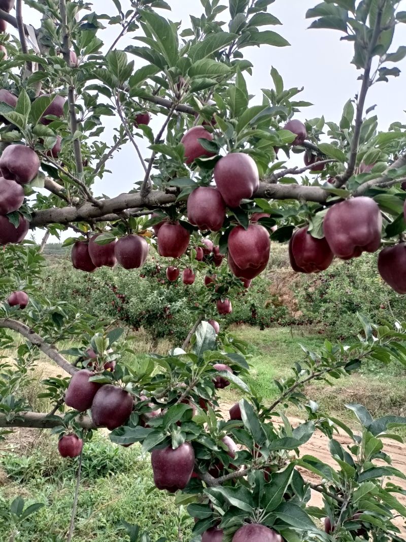甘肃天水花牛