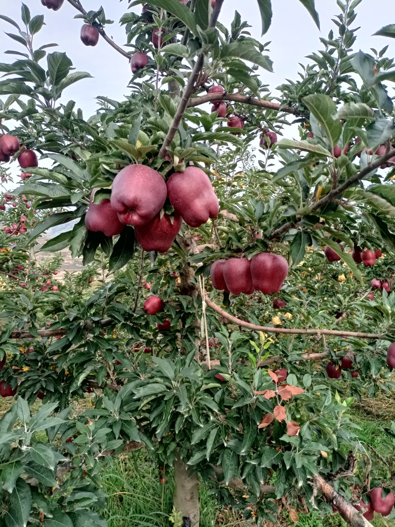 甘肃天水花牛