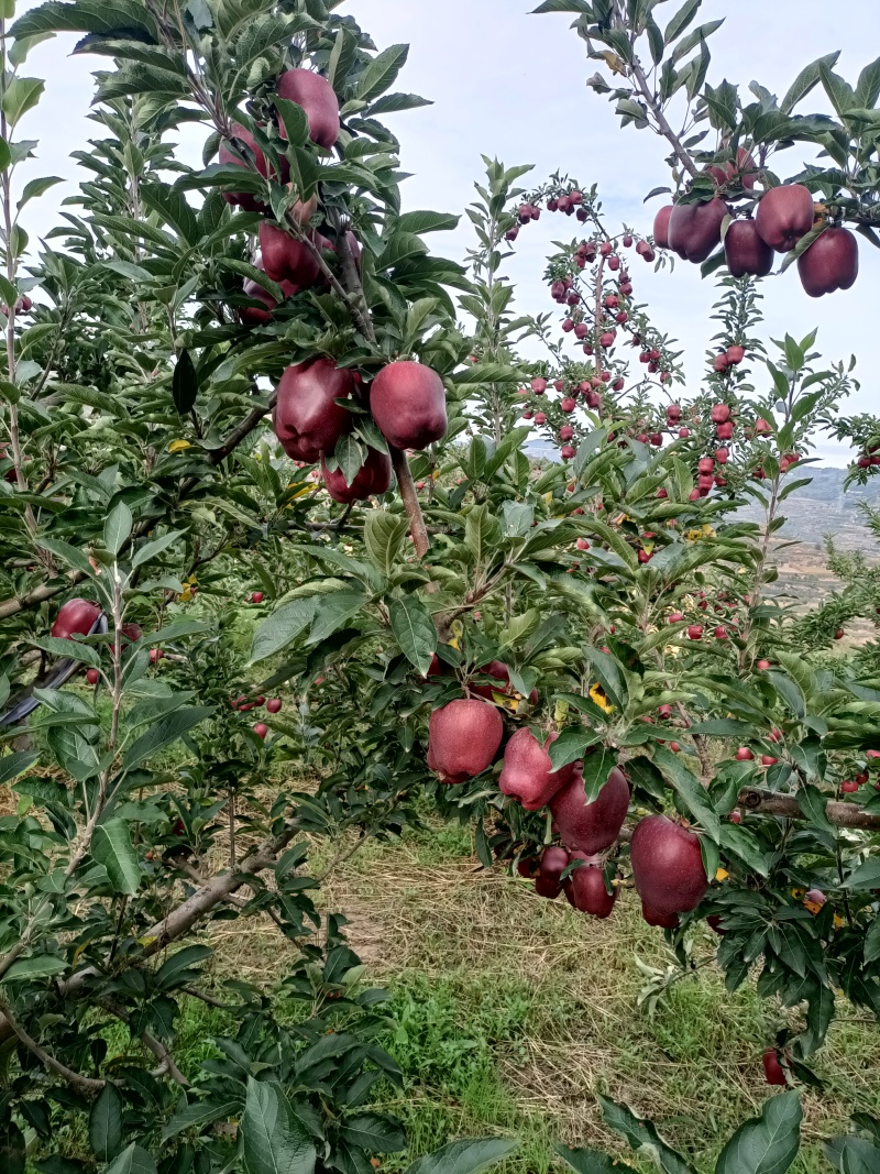 甘肃天水花牛
