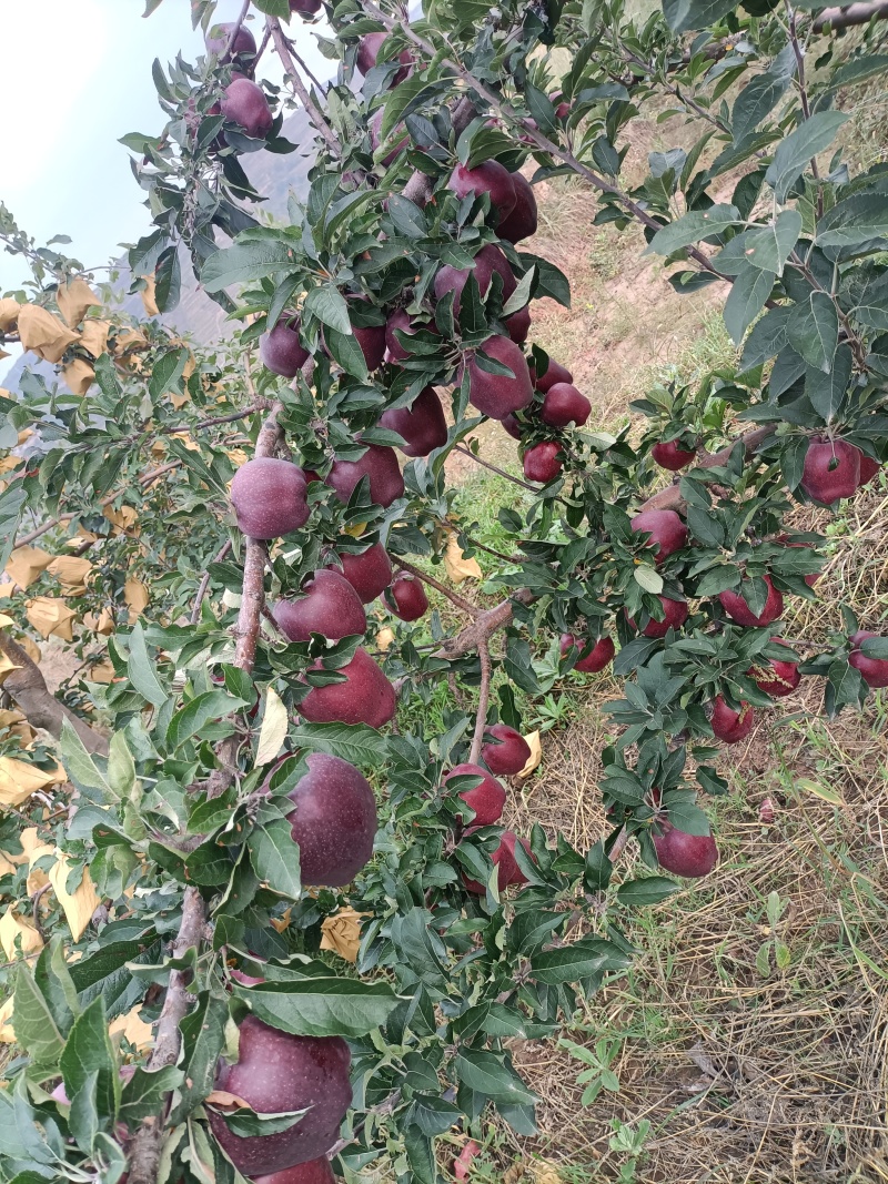 甘肃天水花牛