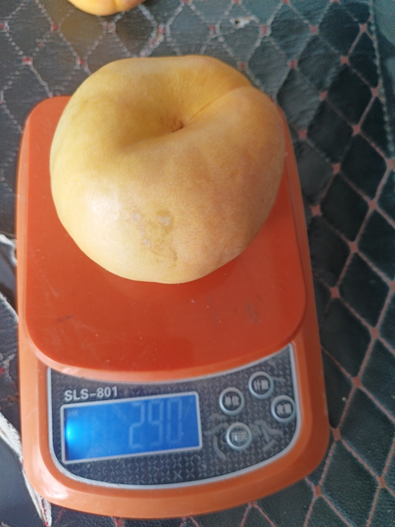 风味天后油蟠桃