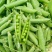 绿帅909豌豆仁基地专用豌豆种子白花绿色豆仁大粒鼓型