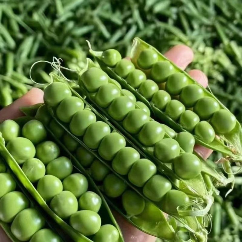 绿帅909豌豆仁基地专用豌豆种子白花绿色豆仁大粒鼓型