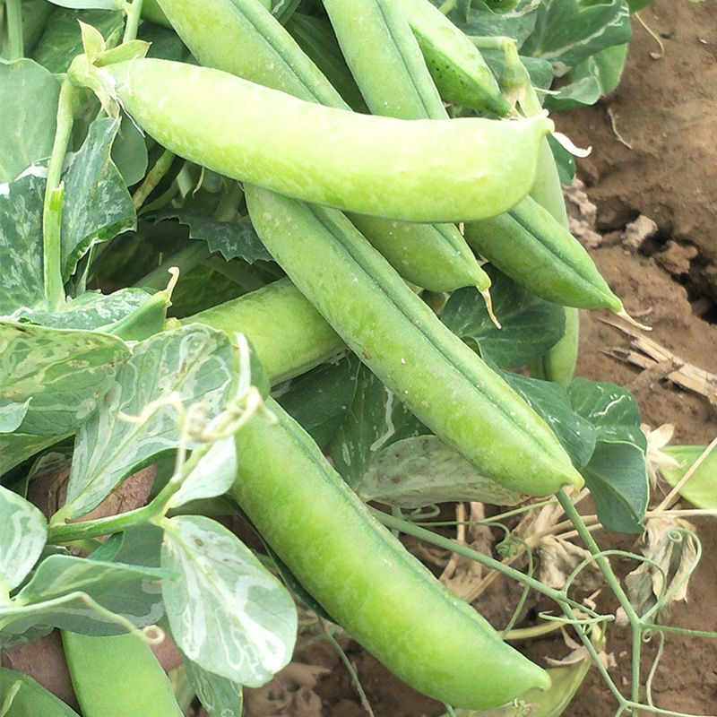 绿帅909豌豆仁基地专用豌豆种子白花绿色豆仁大粒鼓型