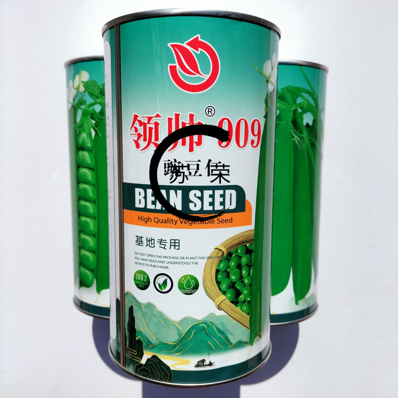 绿帅909豌豆仁基地专用豌豆种子白花绿色豆仁大粒鼓型