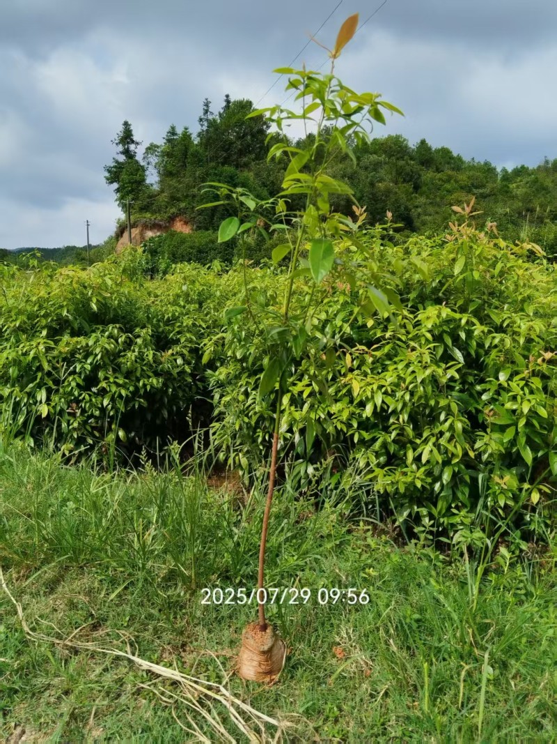 楠木苗，楠木杯苗，楠木小苗
