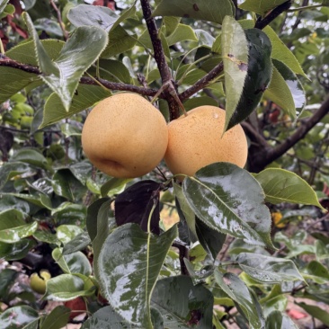 大量出售黄金梨，个头大，甜度高