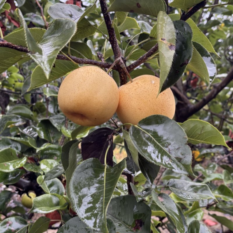 大量出售黄金梨，个头大，甜度高