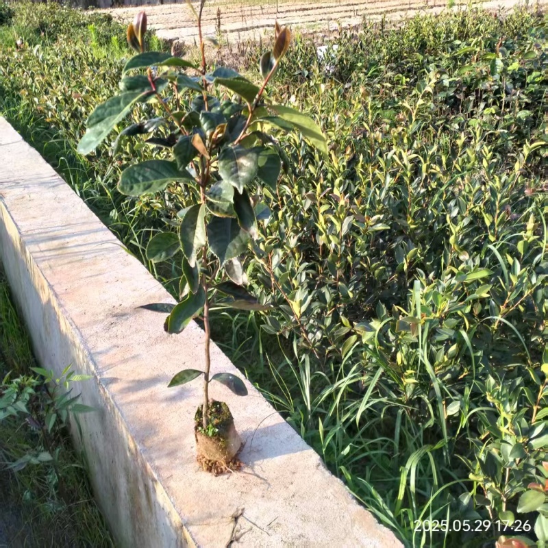 大果红花油茶苗，红花油茶树苗，红花油茶杯苗