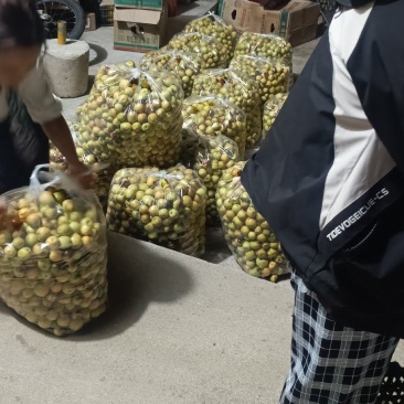 大荔脆甜冬枣