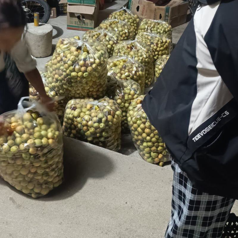 大荔脆甜冬枣