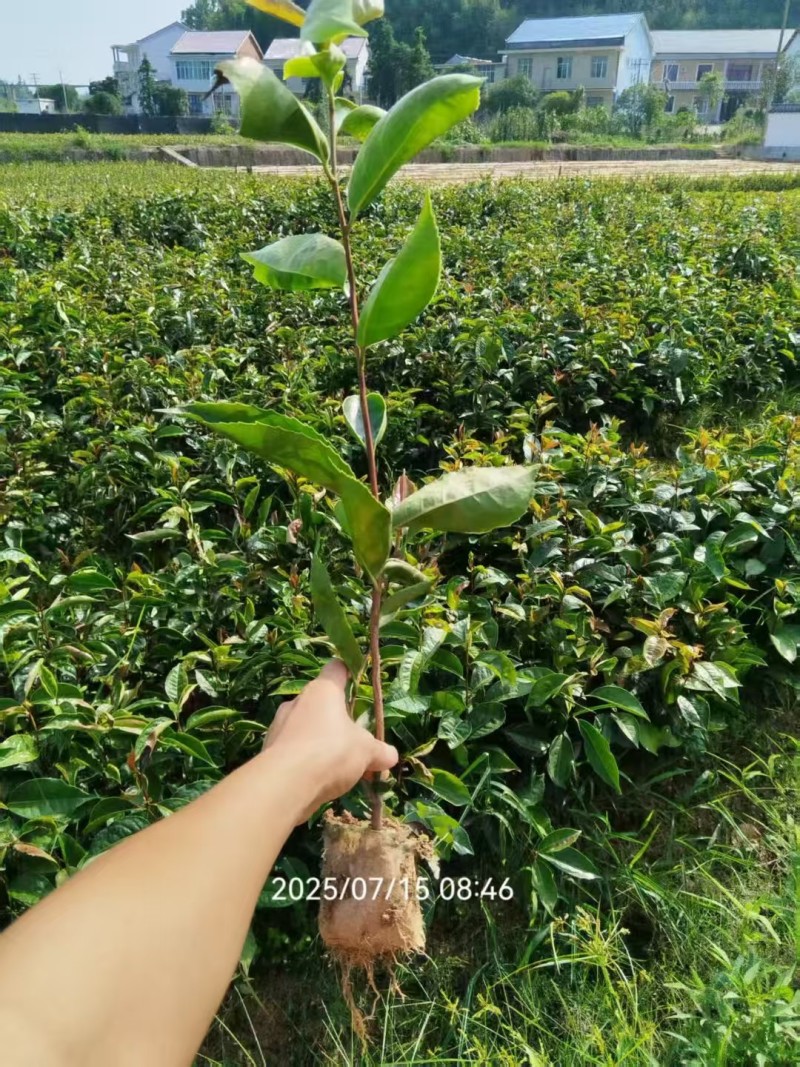 大果红花油茶苗，红花油茶树苗，红花油茶杯苗