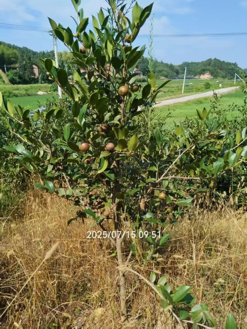 嫁接油茶营养小杯苗大杯苗挂果早出油率高坏苗包赔量大优惠