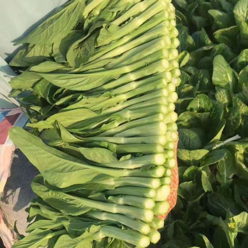 海苔一号菜苔种子早熟高产抗病菜心种籽农家田园秋播四季蔬菜