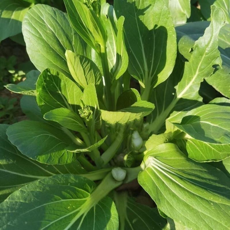 海苔一号菜苔种子早熟高产抗病菜心种籽农家田园秋播四季蔬菜