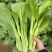 海苔一号菜苔种子早熟高产抗病菜心种籽农家田园秋播四季蔬菜