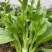 海苔一号菜苔种子早熟高产抗病菜心种籽农家田园秋播四季蔬菜