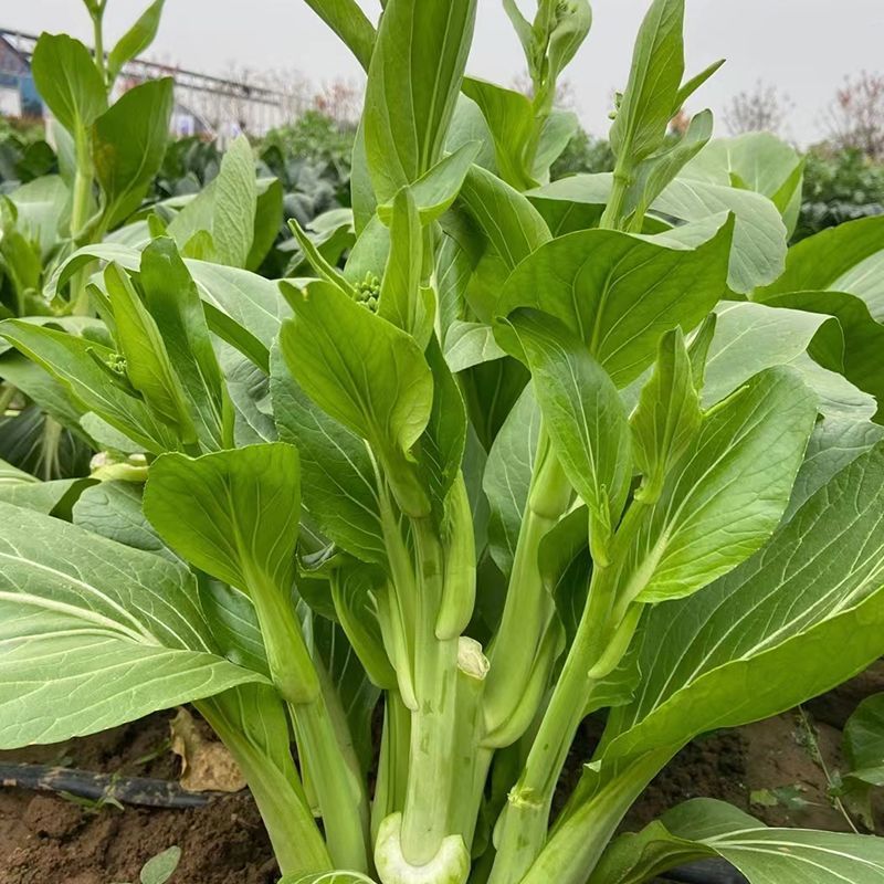 海苔一号菜苔种子早熟高产抗病菜心种籽农家田园秋播四季蔬菜