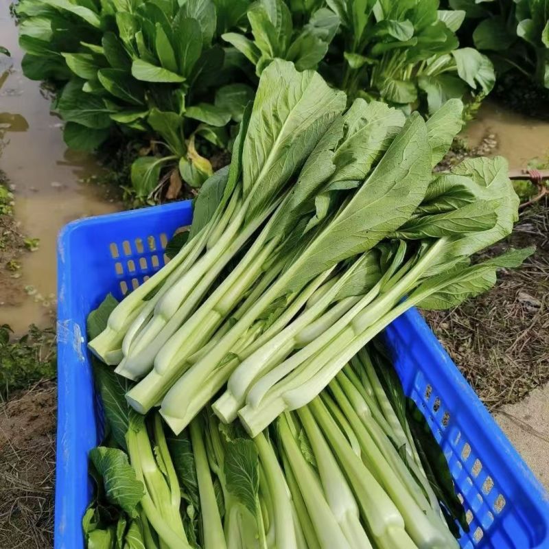 海苔一号菜苔种子早熟高产抗病菜心种籽农家田园秋播四季蔬菜