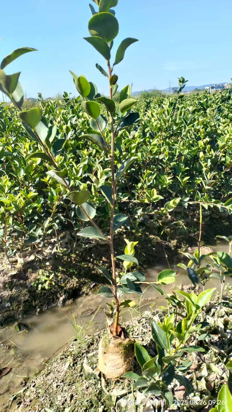嫁接油茶苗基地批发快递包邮，提供三证一签税务发票