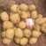 V7土豆河北产地直发大量供应市场品种齐全量大从优