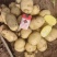 V7土豆河北产地直发大量供应市场品种齐全量大从优