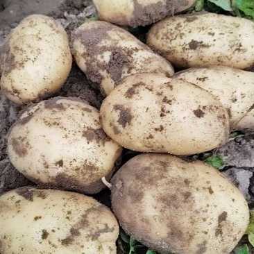 河北久恩11土豆大量上市产地直发品质保证欢迎咨询