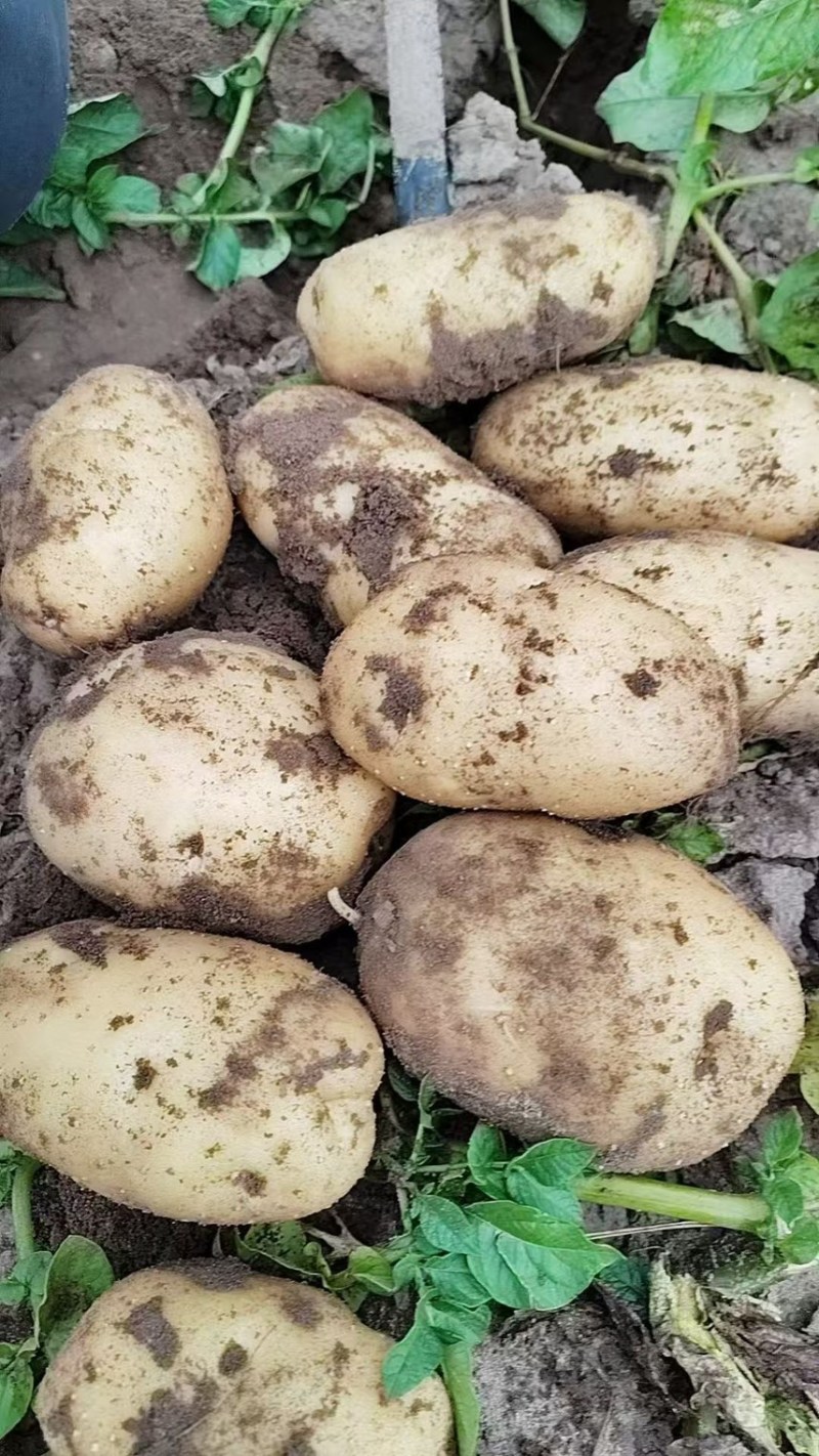 河北久恩11土豆大量上市产地直发品质保证欢迎咨询