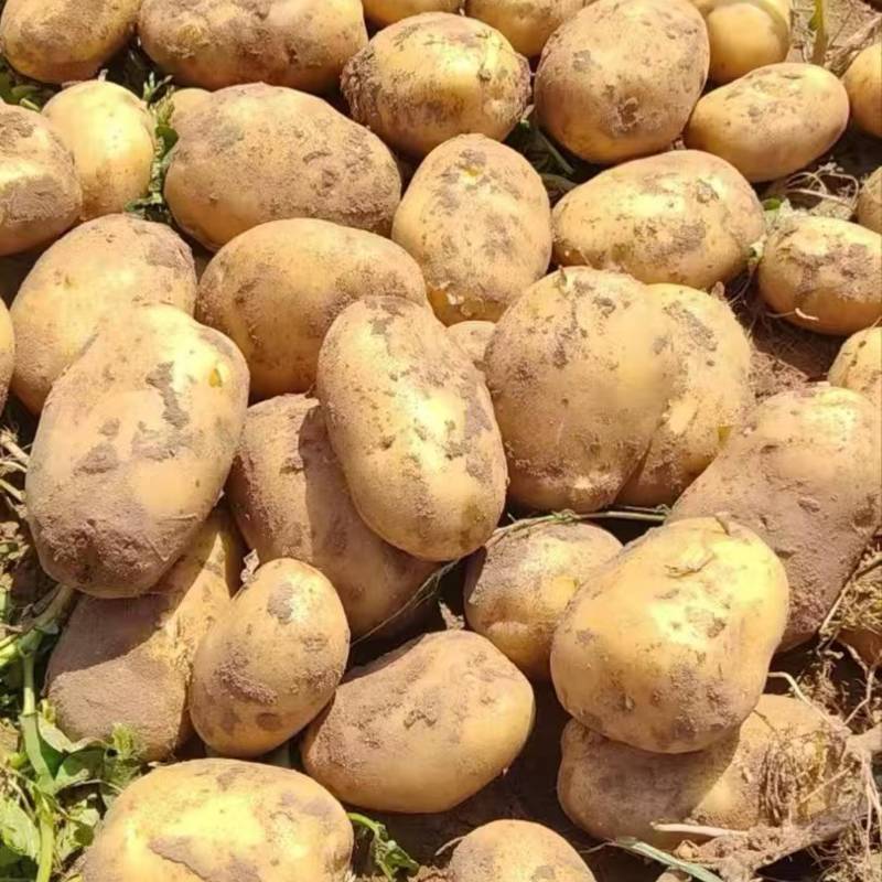 黄心EV土豆薯型颜色好现挖现发货源充足全国发货