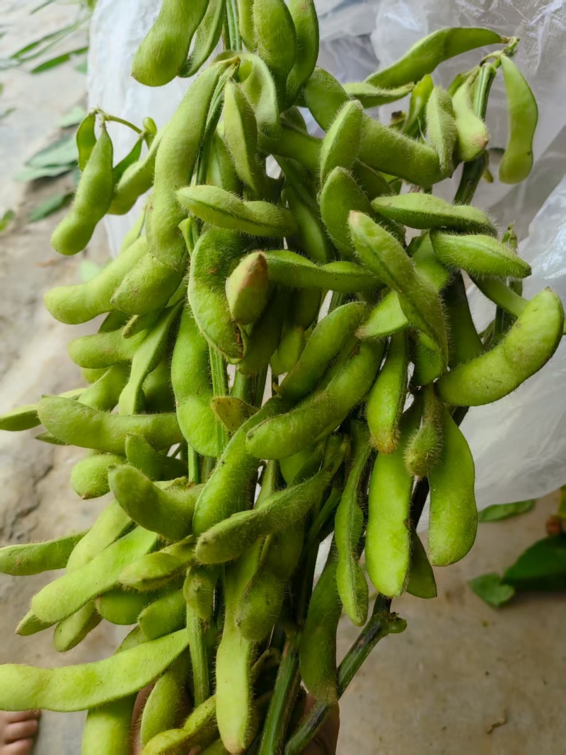 自己种植，量大从优