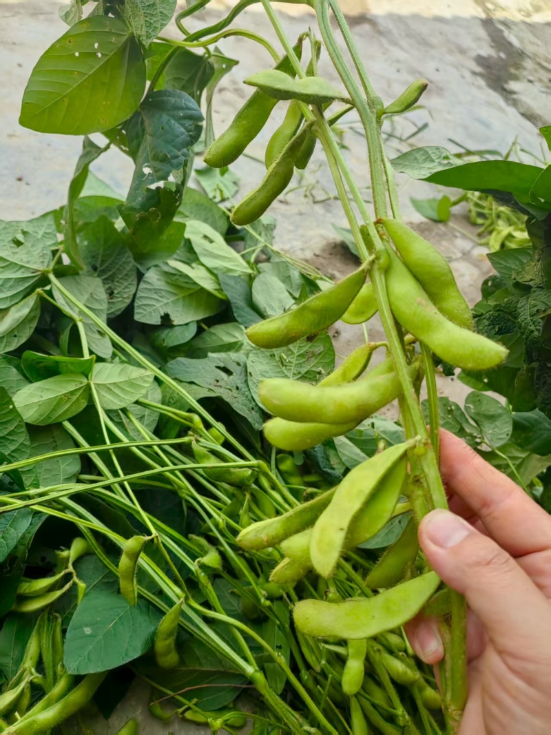 自己种植，量大从优