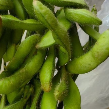 自己种植，量大从优
