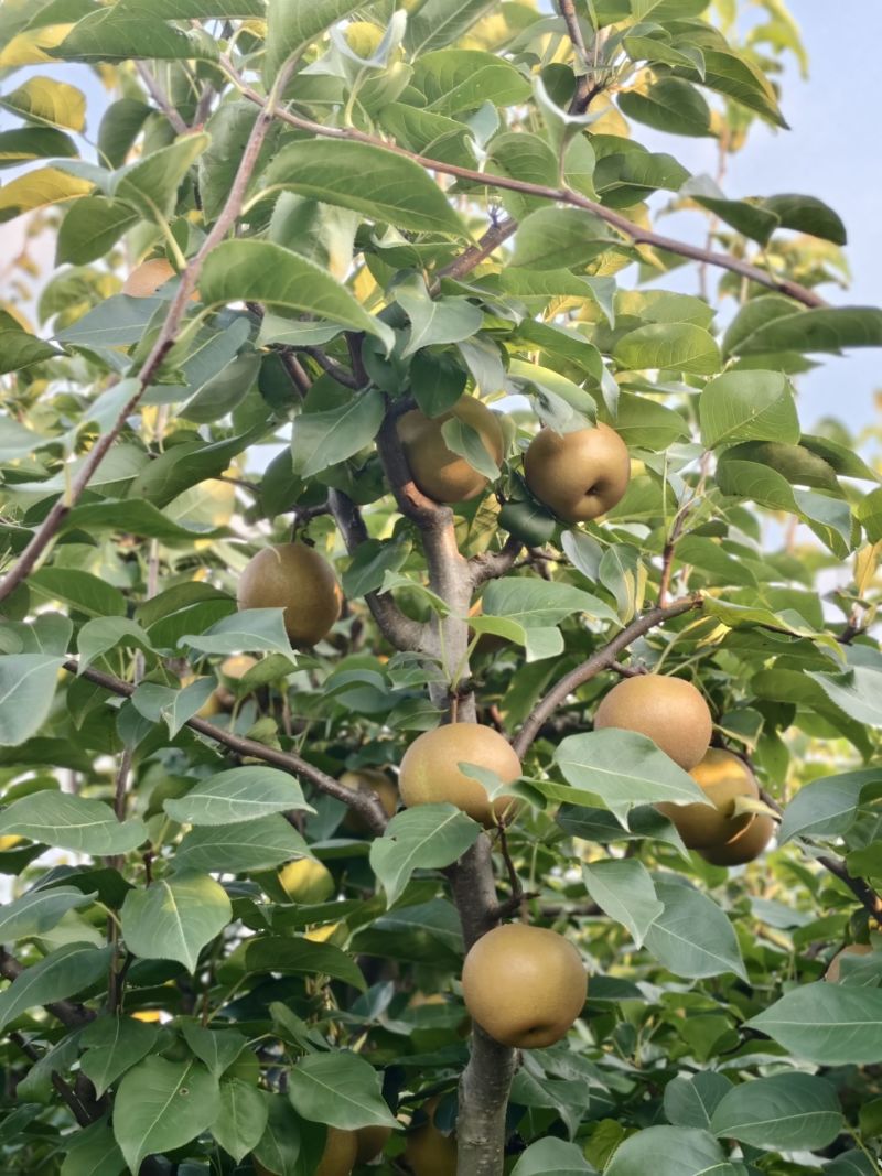 百里洲湘南梨套袋百里洲梨百里洲砂梨汁水十足产地直发