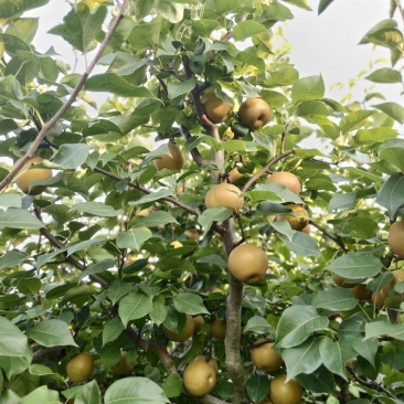 百里洲湘南梨套袋百里洲梨百里洲砂梨汁水十足产地直发