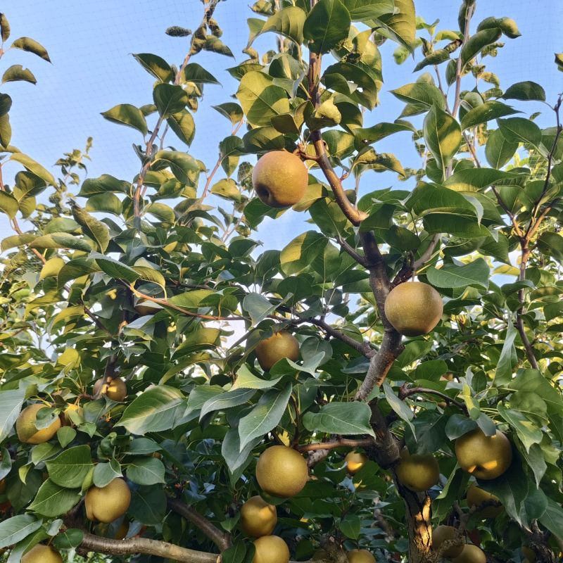 百里洲湘南梨套袋百里洲梨百里洲砂梨汁水十足产地直发