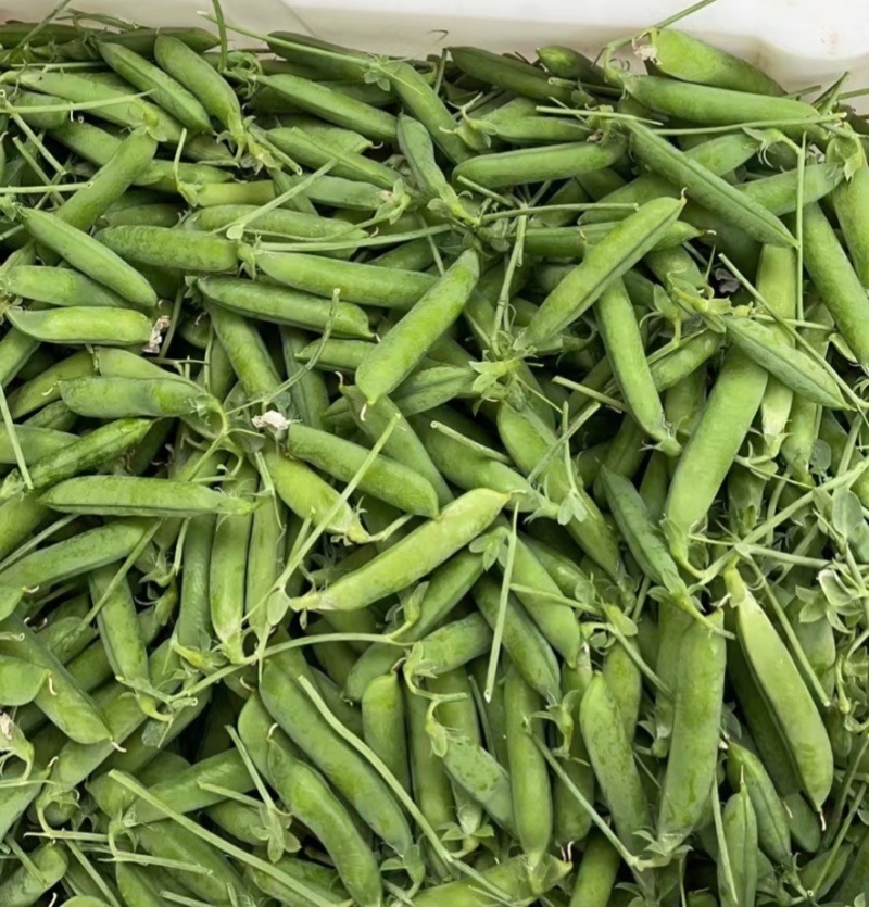 珍甜99水果豌豆种子甜脆荚长荚多豆荚大品质好豌豆仁种籽