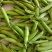 珍甜99水果豌豆种子甜脆荚长荚多豆荚大品质好豌豆仁种籽