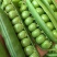 翠绿99甜脆豌豆种子青豌豆甜豌豆种籽耐寒春秋季大粒青豆荚